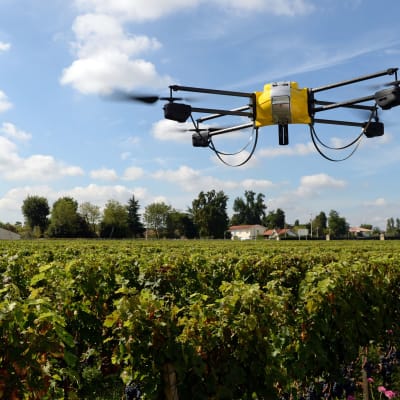På en vingård i Frankrike används drönare med infraröda kameror tillatt avgöra när vindruvorna är mogna.