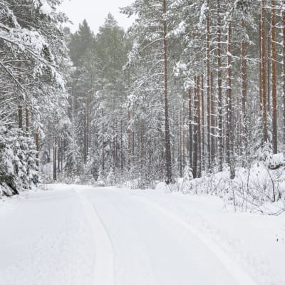Auton renkaiden jäljet lumisella metsäautotiellä.