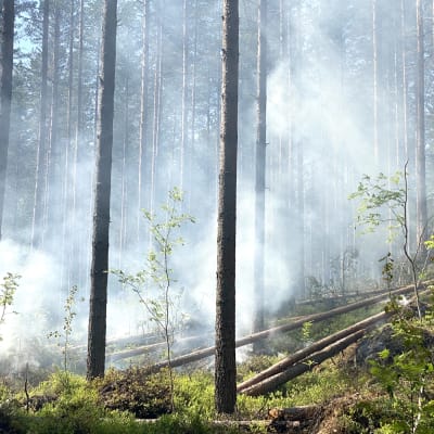 Metsässä savuaa kulotuksen jäljiltä.