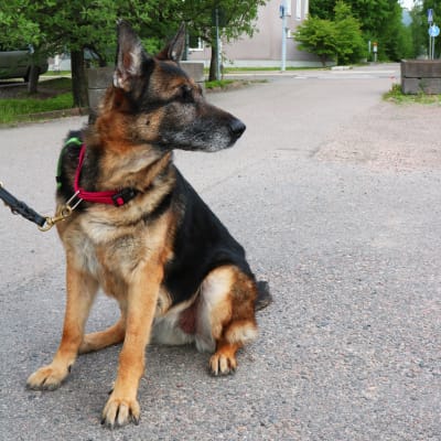 En schäfer tik som sitter på en parkeringsplats. Hunden är kopplad och tittar åt sidan.