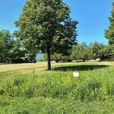 Puistoympäristö, jossa kaksi lehtipuuta ja laaja nurmikko. Nurmikon keskellä pieni niittyalue, jonka keskellä valkoinen kyltti.