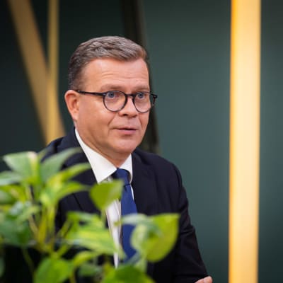 Statsminister Petteri Orpo fotograferad inomhus med gröna blad i förgrunden.