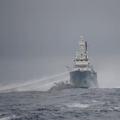 Konfrontation mellan valfångstfartyg och aktivisters trimaran
