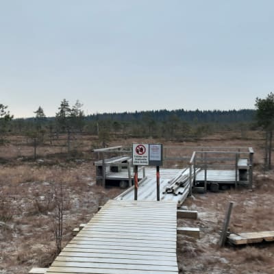 Esteetön pitkospuupolku suolla.