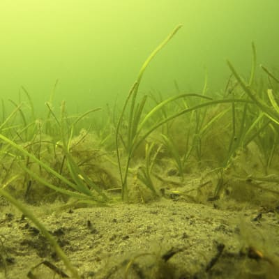 Friskt sjögräs på havsbottnen