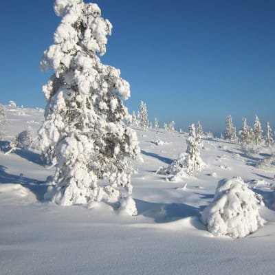Tykkylumisia puita Urho Kekkosen kansallispuistossa.