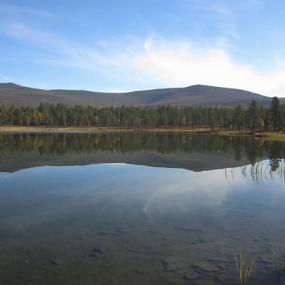 Träsklandskap i Urho Kekkonens nationalpark.