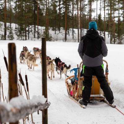Koiravaljakko on juuri lähtenyt matkaan kohti lumista maisemaa. Kuljettaja seisoo reen takana jalaksilla.