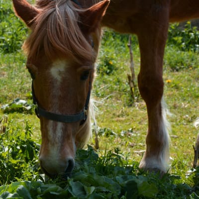Närbild på hästen Poku som äter gräs och maskrosor. 