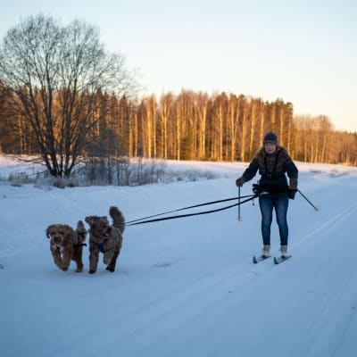 Janina Råstedt skidar tillsammans med sina tvp hundar. 