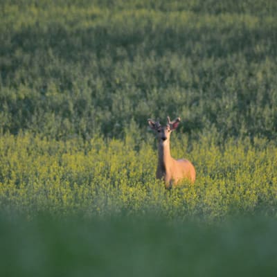 En hjort står på en åker omgiven av gula blommor, det är en rapsodling. hjorten har horn. 