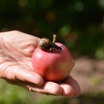 En hand håller i ett äpple med en snäcka på.