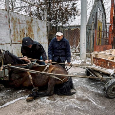 Pavel Slavchev och hans kamrat försöker få sin häst på benen igen efter att den halkat omkull i Sofiaförorten Fakulteta den 20 december 2017.