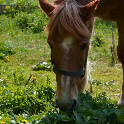 Närbild på hästen Poku som äter gräs och maskrosor. 