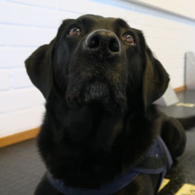 Labradorinnoutaja Silja on entinen huumeisiin erikoistunut tullikoira, joka haistelee nykyään koronaa. 