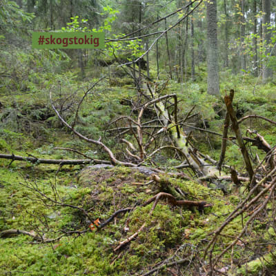 Bara fem procent av skogen i Finland är urskog.