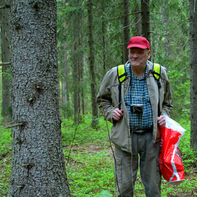 Veikko Laine deltar i skogsterapin i Sibbo storskog