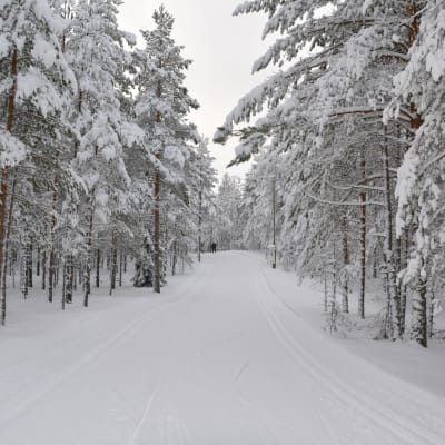 Harjureitti skidspår