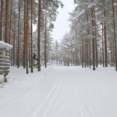 Spåret vid Harjureitti