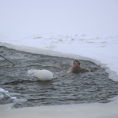 Tapio Osala badar i Vasa pingviners isvak på Sandö i Vasa.
