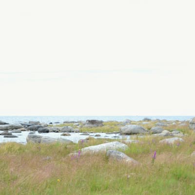 Grynna och stenar i österbottnisk skärgård. Fotot taget på Valsörarna.