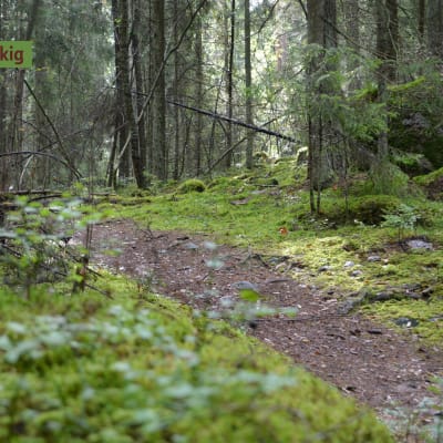 Svinö naturstig är cirka 1,5 kilometer lång.