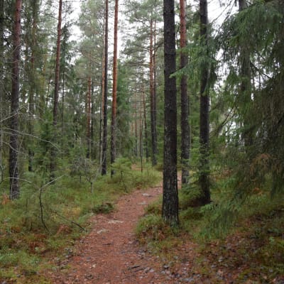 Stig i skogen.
