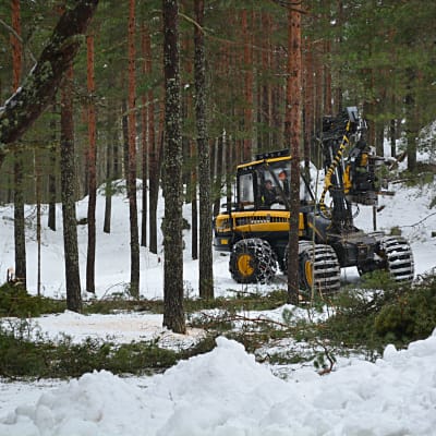 gallring av tallar på kvarnåsen i lovisa 10.03.16