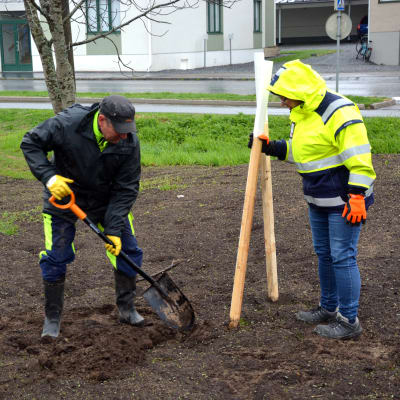 Arto Finnilä och Leila Roininen på Vasa stad planterar ädelträd i Klemetsöparken.
