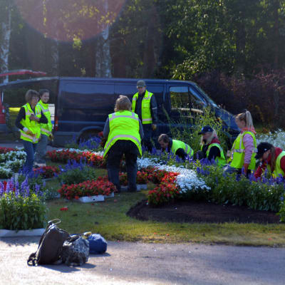 Parkarbetare planterar blommor utanför Casino i Hangö.