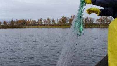 Fiskare lägger ut nät från båt