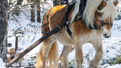Häst drar släde med stockar genom snöig skog.