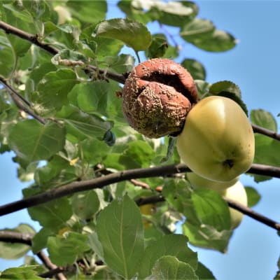 Äpplen angripna av monilia högt uppe i ett träd
