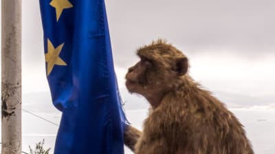 Berberapan i Gibraltar är sällsynt i Europa. Här tafsar den på EU-flaggan.