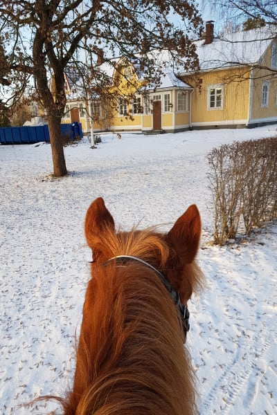 Hevosen selästä kuvattu Mattilan majatalo.
