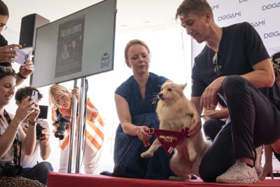 Palme dog-ceremonin i Cannes: Alma Pöysti klär på Palm Dog-duken på en liten hund medan Jussi Vatanen håller i hunden.