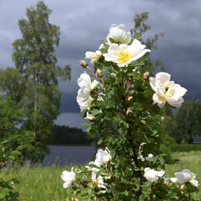 Ruusu kukkii pellolla. Takana näkyy järvi ja metsämaisema. Taivaalla on tummia pilviä.