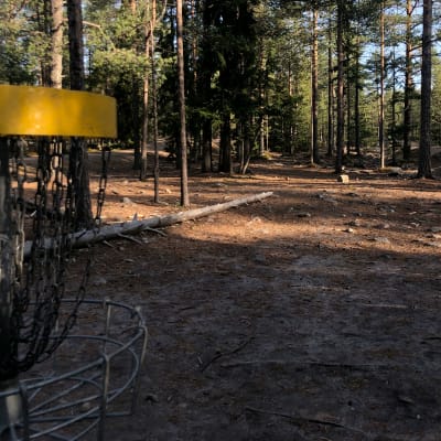 Paljaaksi kulunutta metsämaata, kuvan vasemmassa laidassa näkyy osa frisbeegolfkorista.
