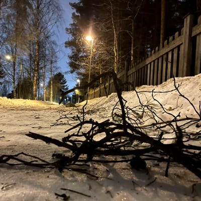 Pyörätielle pudonneita oksia aamuhämärässä.