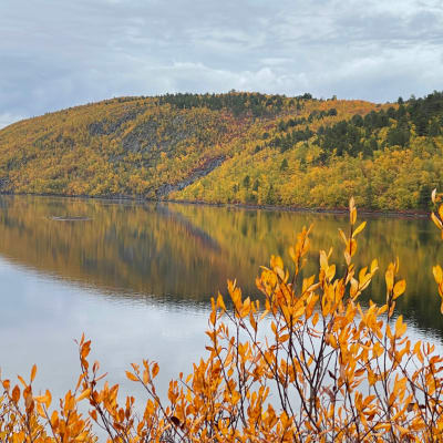 Ruskan keltaisena hehkuva tunturin rinne tyynen järvenselän takana, etualalla keltaisia lehtiä pajupensaassa.