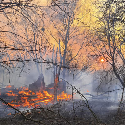 Eldsvåda i terrängen nära Tjernobyl. 