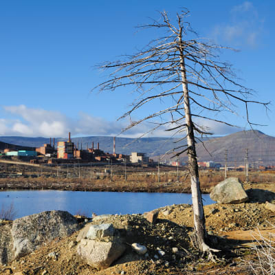 Ett ensamt dött träd framför ett vattendrag med industri i bakgrunden.