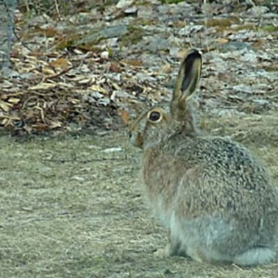 Rusakko pihamaalla