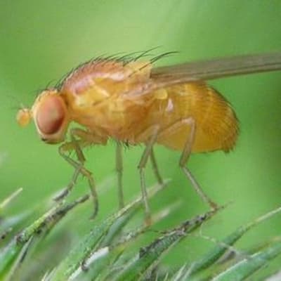 Drosophila melanogaster eli banaanikärpänen.