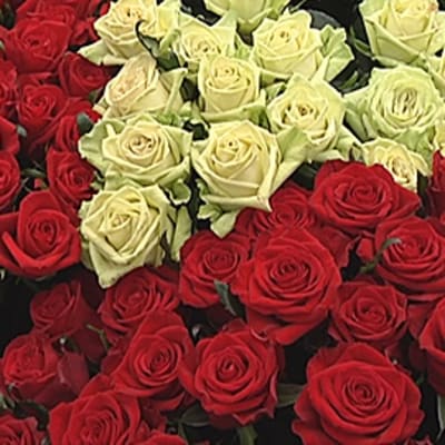 Punaisia ja valkoisia ruusuja.