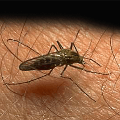 Malariaa levittävää hämäräaktiivista ja äänetöntä horkkahyttystä eli malariasääskeä on Suomessa kolmea eri lajia.