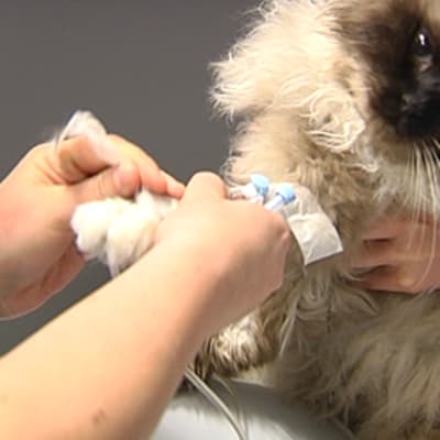 Eläinlääkäri hoitaa sairasta kissaa.