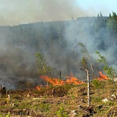 UPM kulotti metsää Konnevedellä.