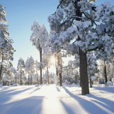 Suojasää moninkertaistaa lumen painon puiden oksilla.