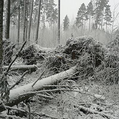 Myrskyn kaatamia puita metsässä.